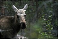 Vakantie Zweden 20110814 326[1]b